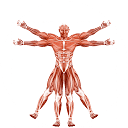 Dr. Muscle